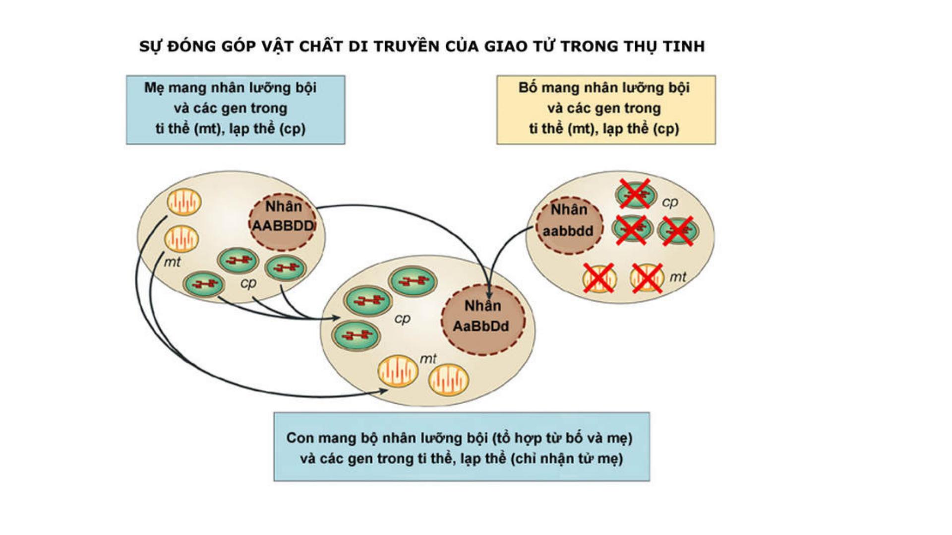 Di Truyền Ngoài Nhân: Đặc Điểm Và Quy Luật Di Truyền