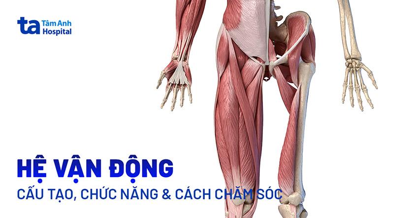 Hệ vận động là gì? Cấu tạo, chức năng và cách chăm sóc