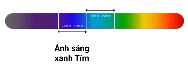 Ánh sáng xanh tím kích thích tổng hợp axit amin, protein như thế nào?