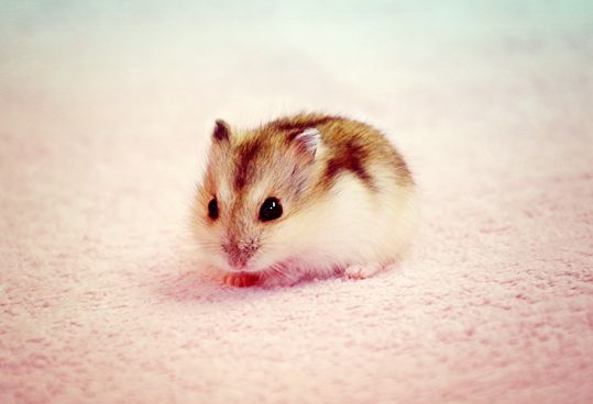 Hướng dẫn nhận biết Hamster mang thai