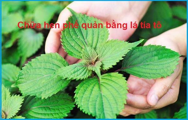 Ai ngờ chữa hen phế quản bằng lá tía tô công hiệu đến thế!