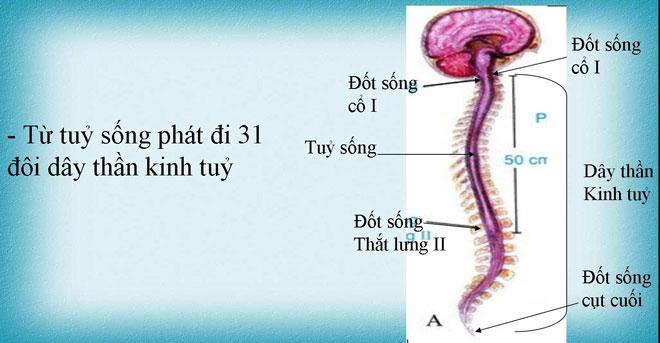 Dây thần kinh tủy là gì? Cấu tạo và chức năng của dây thần kinh tủy